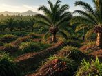 Foto: Ilustrasi AI Pohon Sawit siap panen (grok)